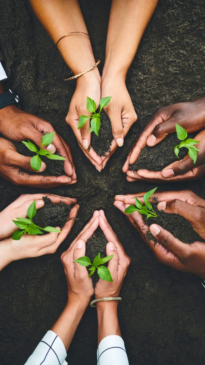 Mãos em roda, cada uma segurando uma muda plantada em terra